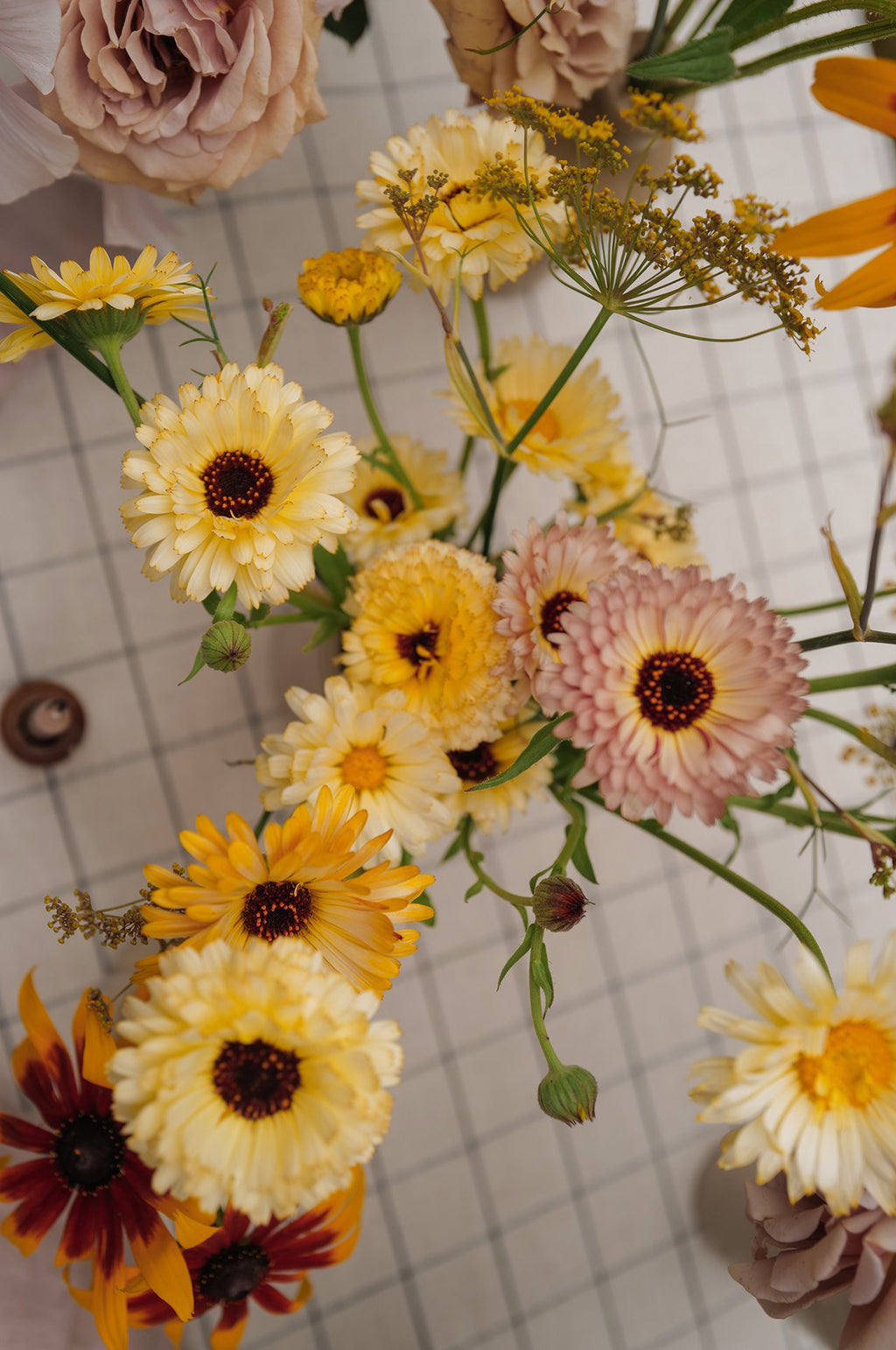 Calendula 'Sherbet Mix'