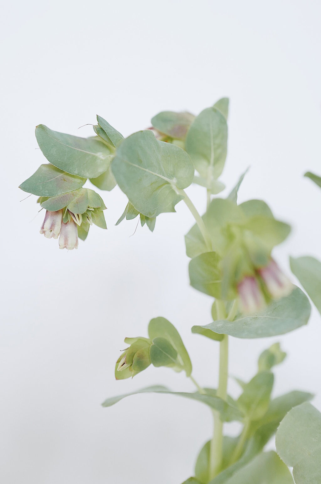 Cerinthe