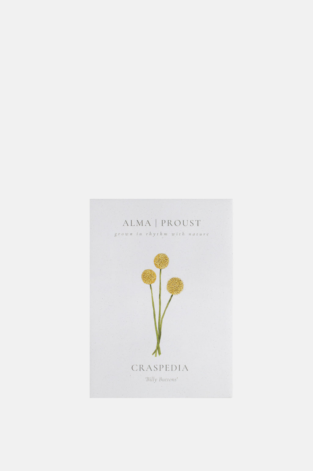 Alma Proust Craspedia.