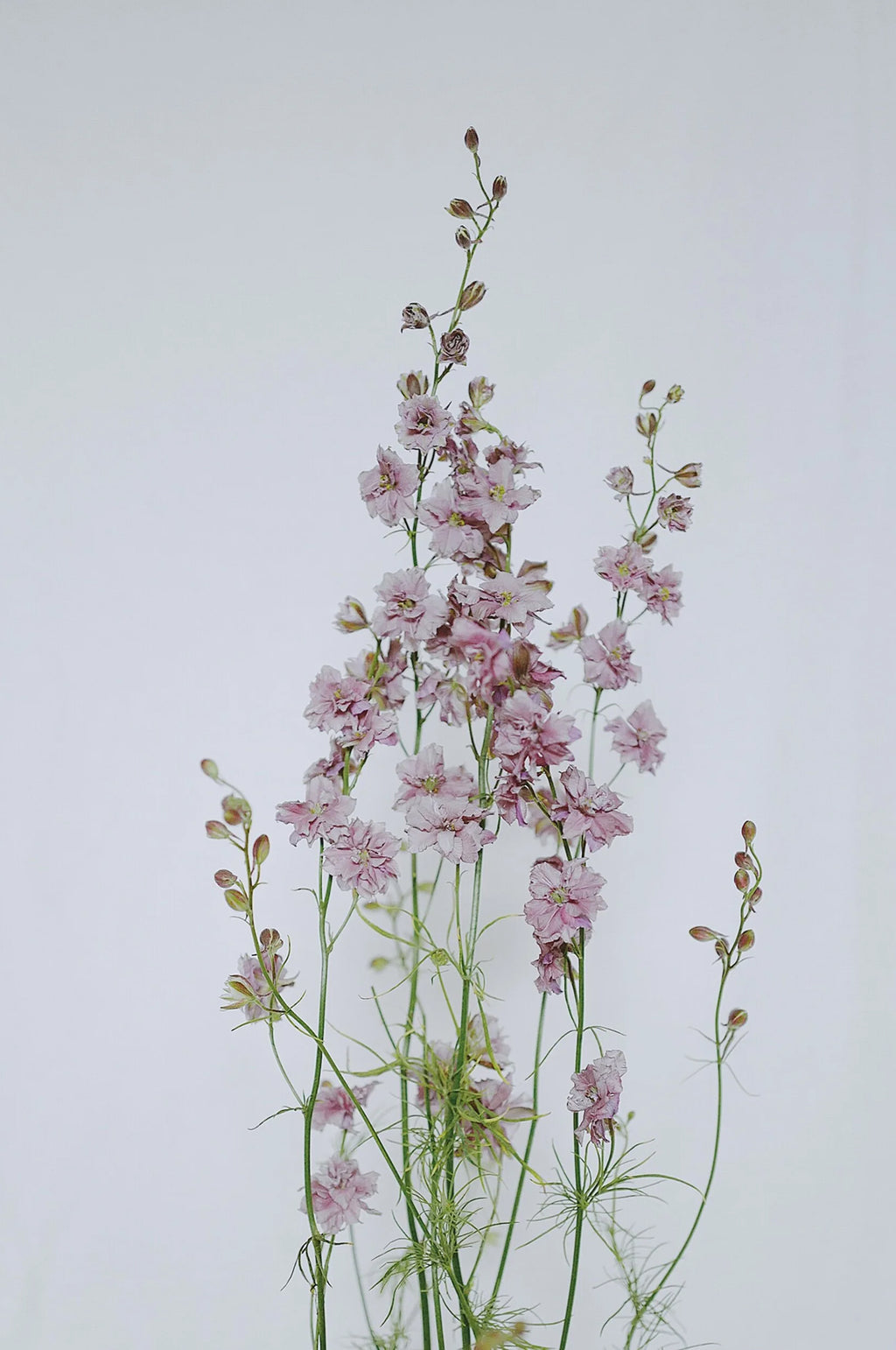 Larkspur 'Misty Lavender'