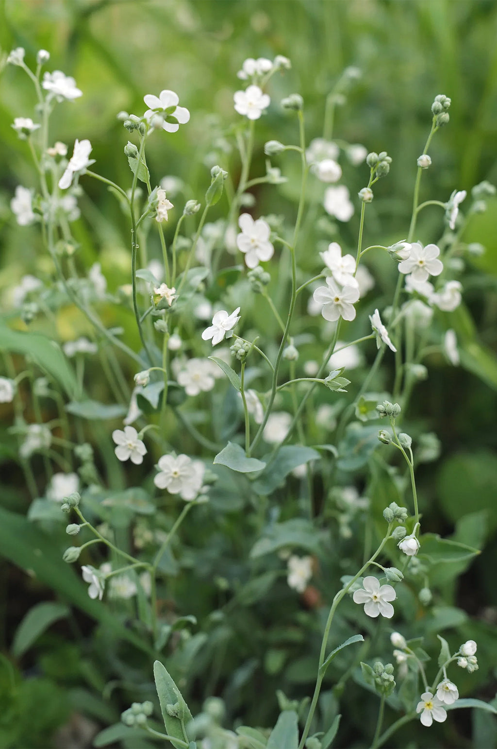 Omphalodes
