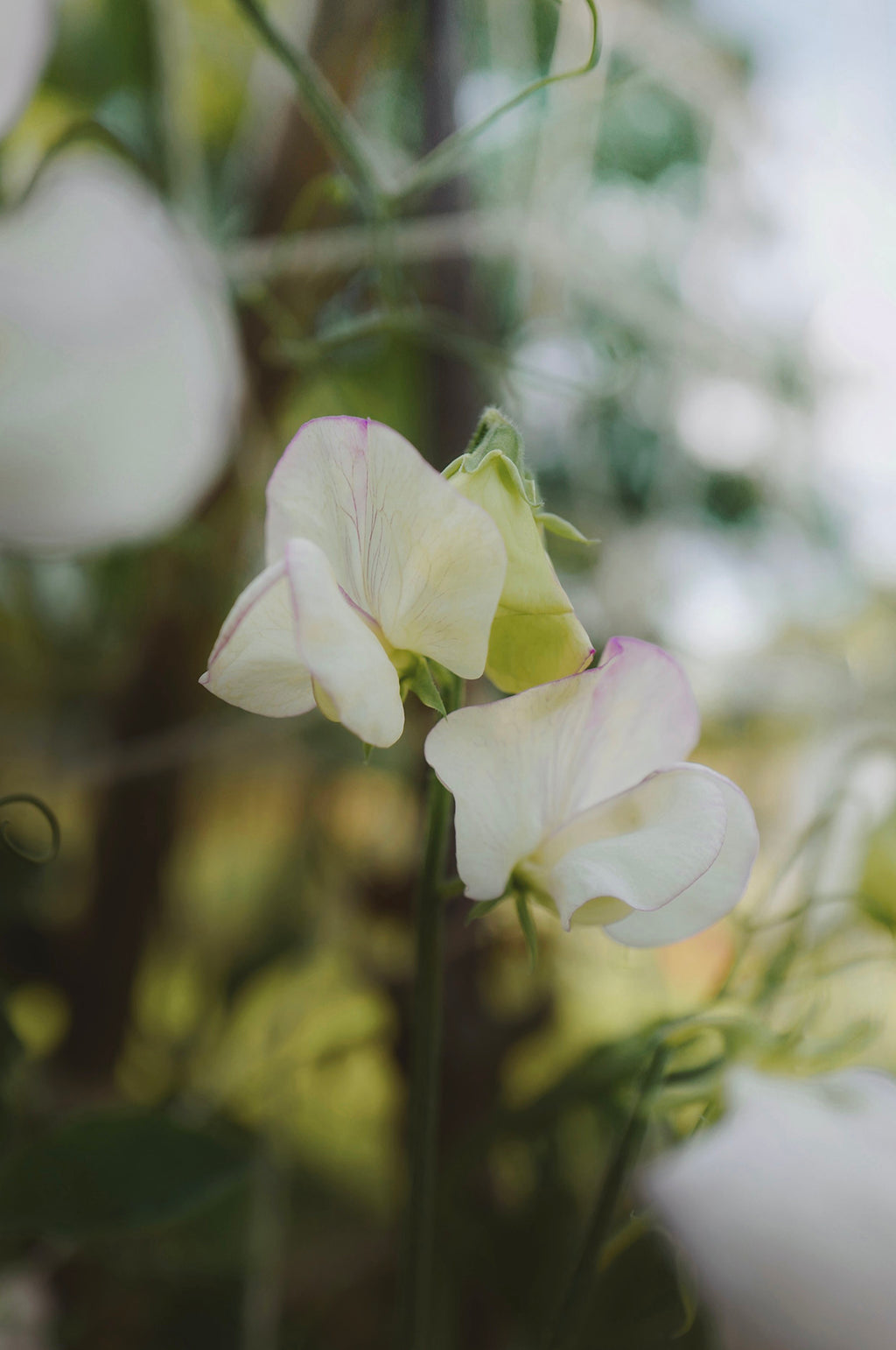 Sweet Pea 'April in Paris'