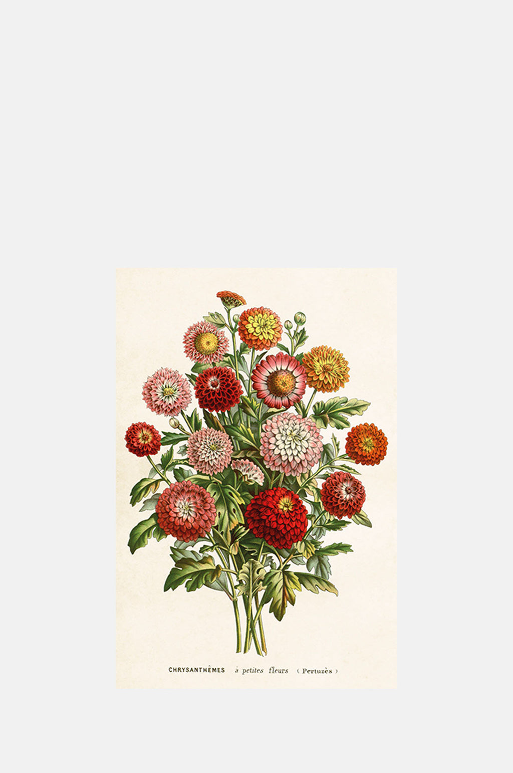 Skona Ting Chrysanthemum Postcard.
