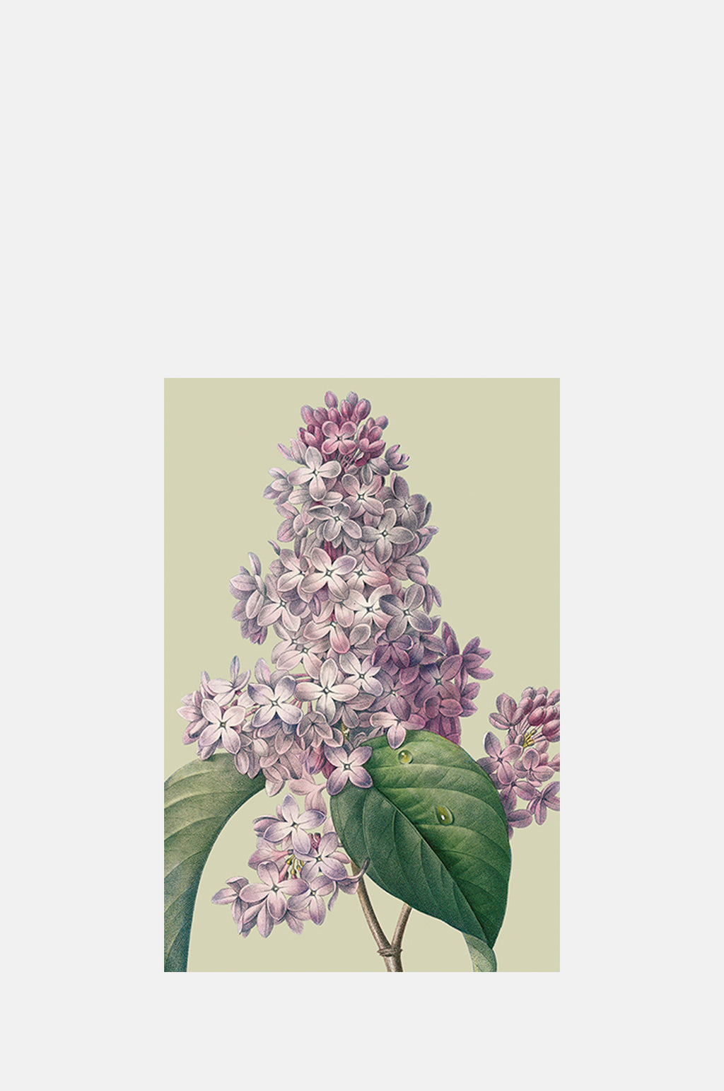 Skona Ting Lilac Postcard.