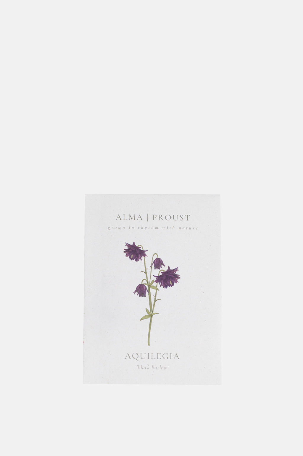 Alma Proust Aquilegia Black Barlow.