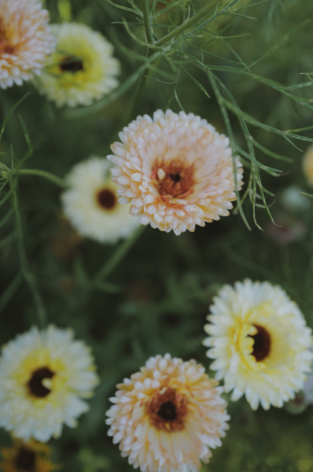 Calendula 'Sherbet Mix'