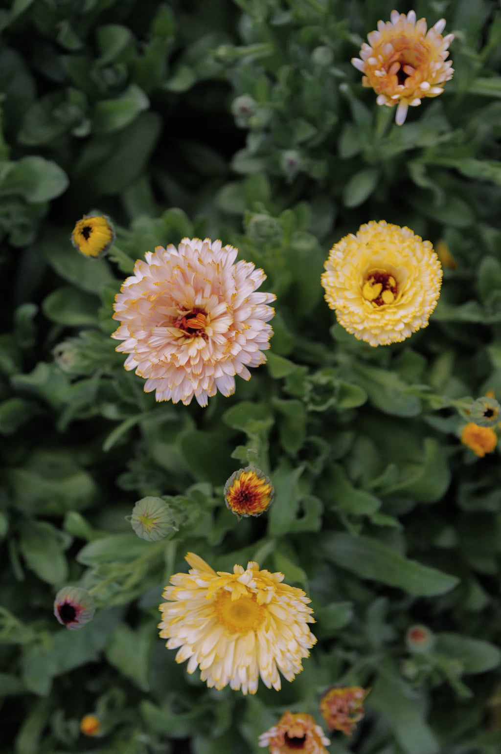 Calendula 'Sherbet Mix'