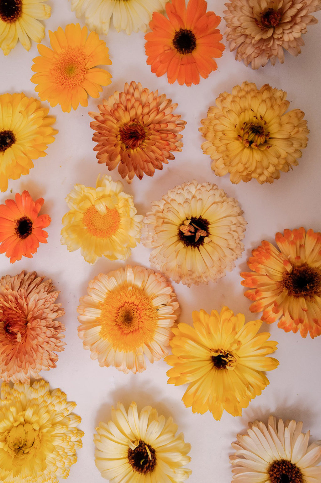 Calendula 'Sherbet Mix'