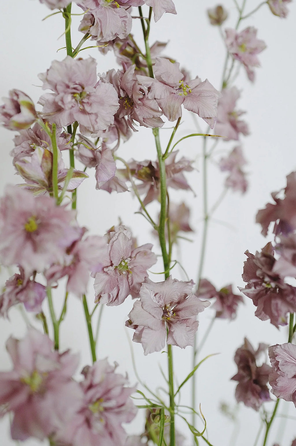 Larkspur 'Misty Lavender'