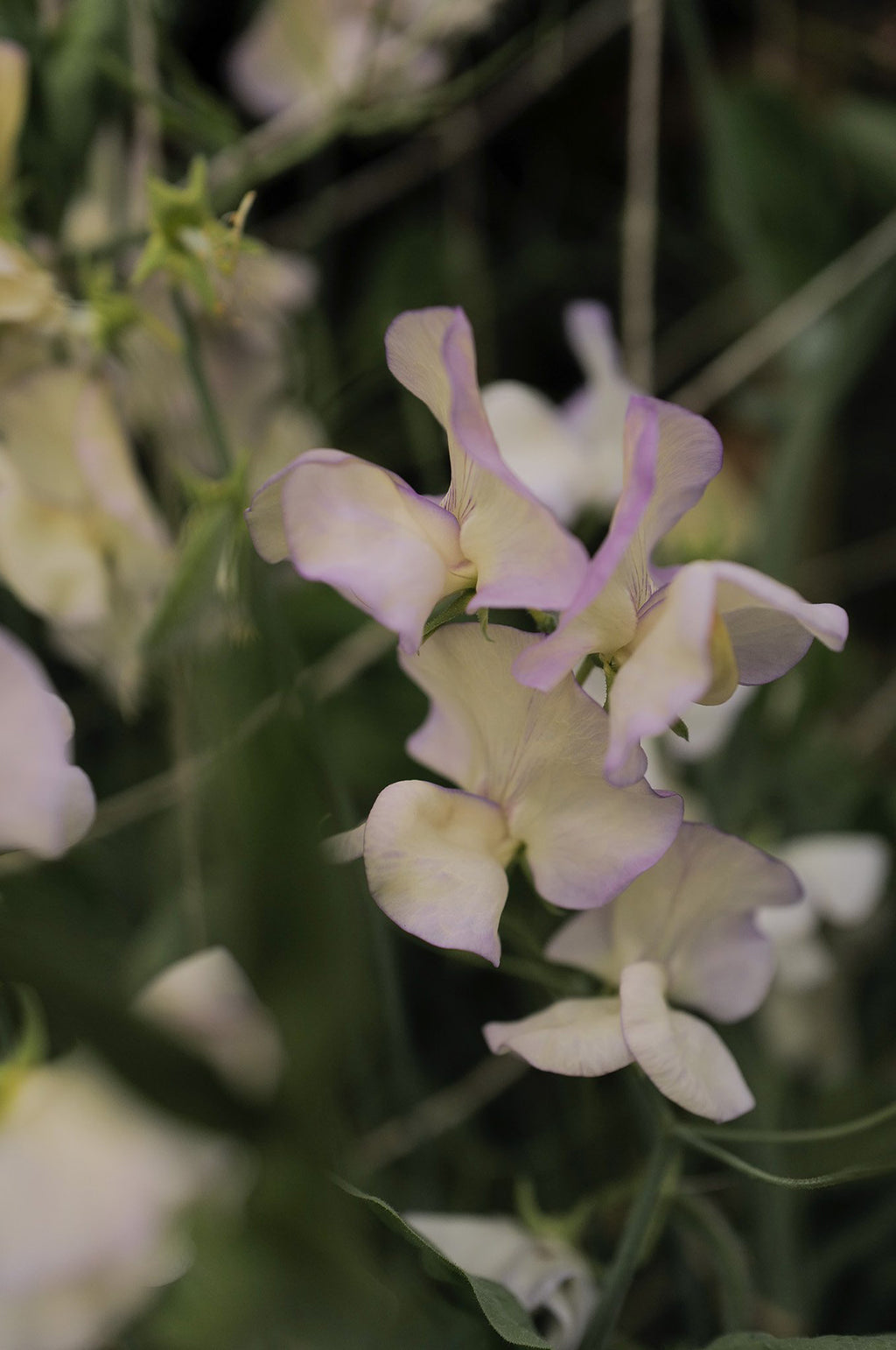 Sweet Pea 'April in Paris'