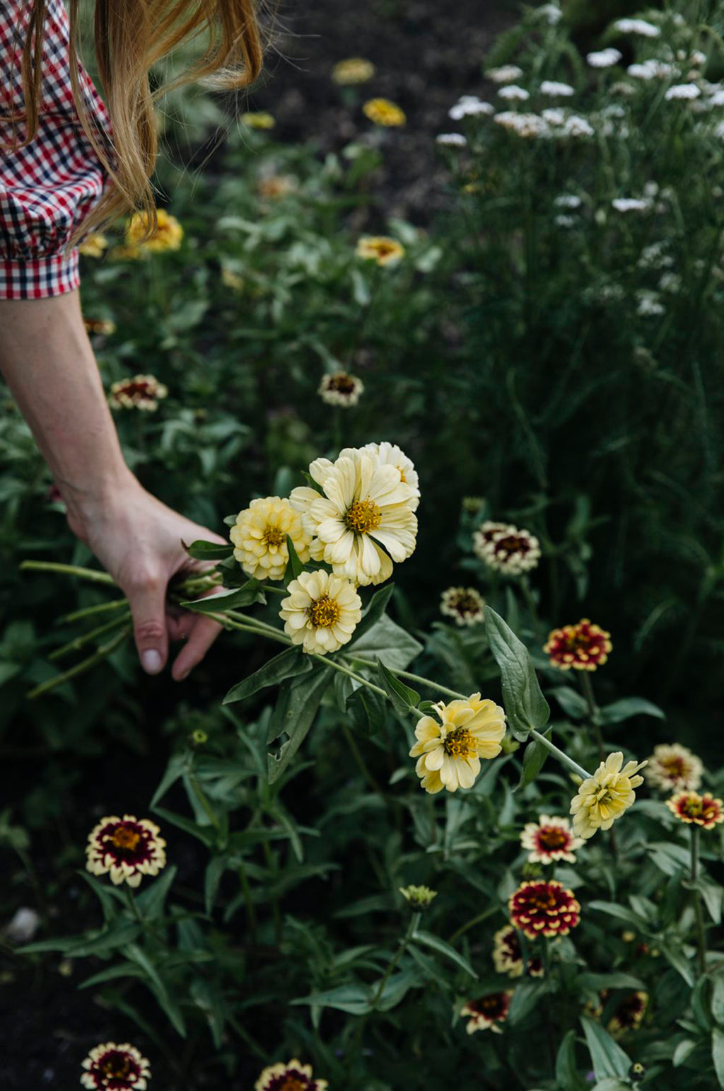 Zinnia 'Isabellina'