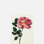 Canonbury Press Pink Rose Notecard.