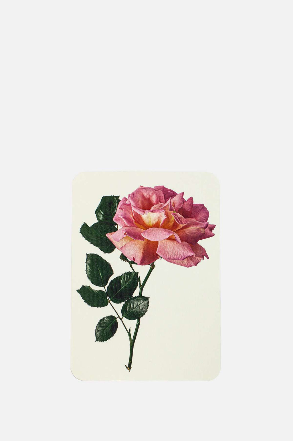 Canonbury Press Pink Rose Notecard.