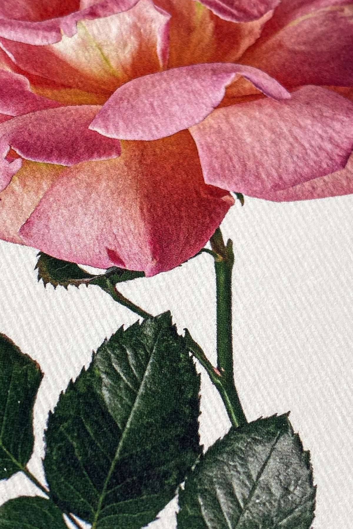 Pink Rose Notecard