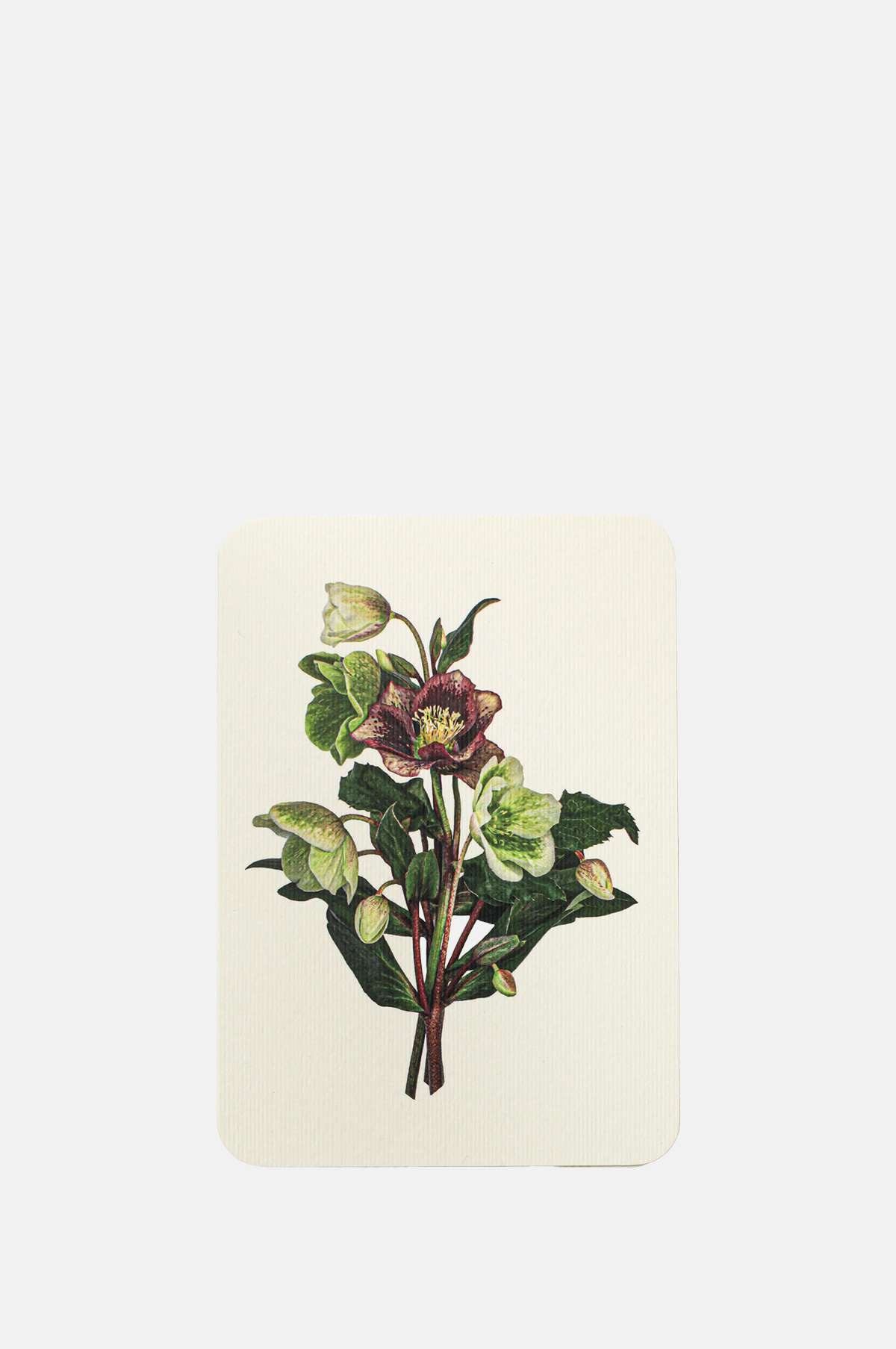 Canonbury Press Posy of Hellebore Notecard.