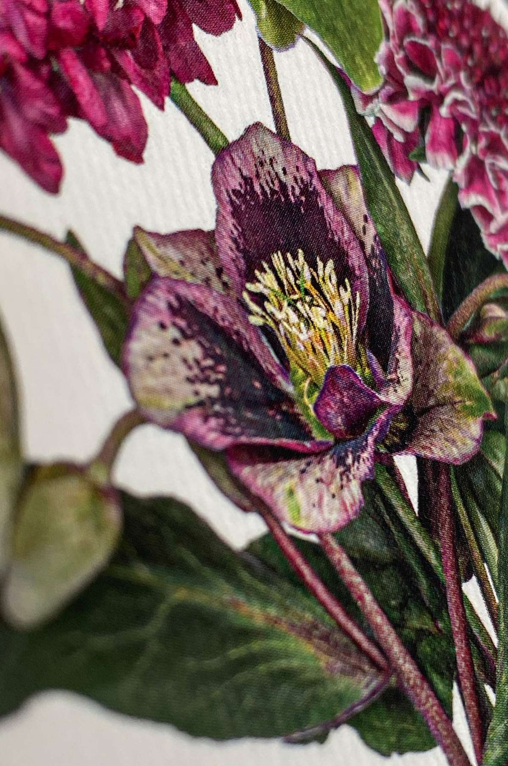 Posy of Hellebore & Scabiosa Notecard
