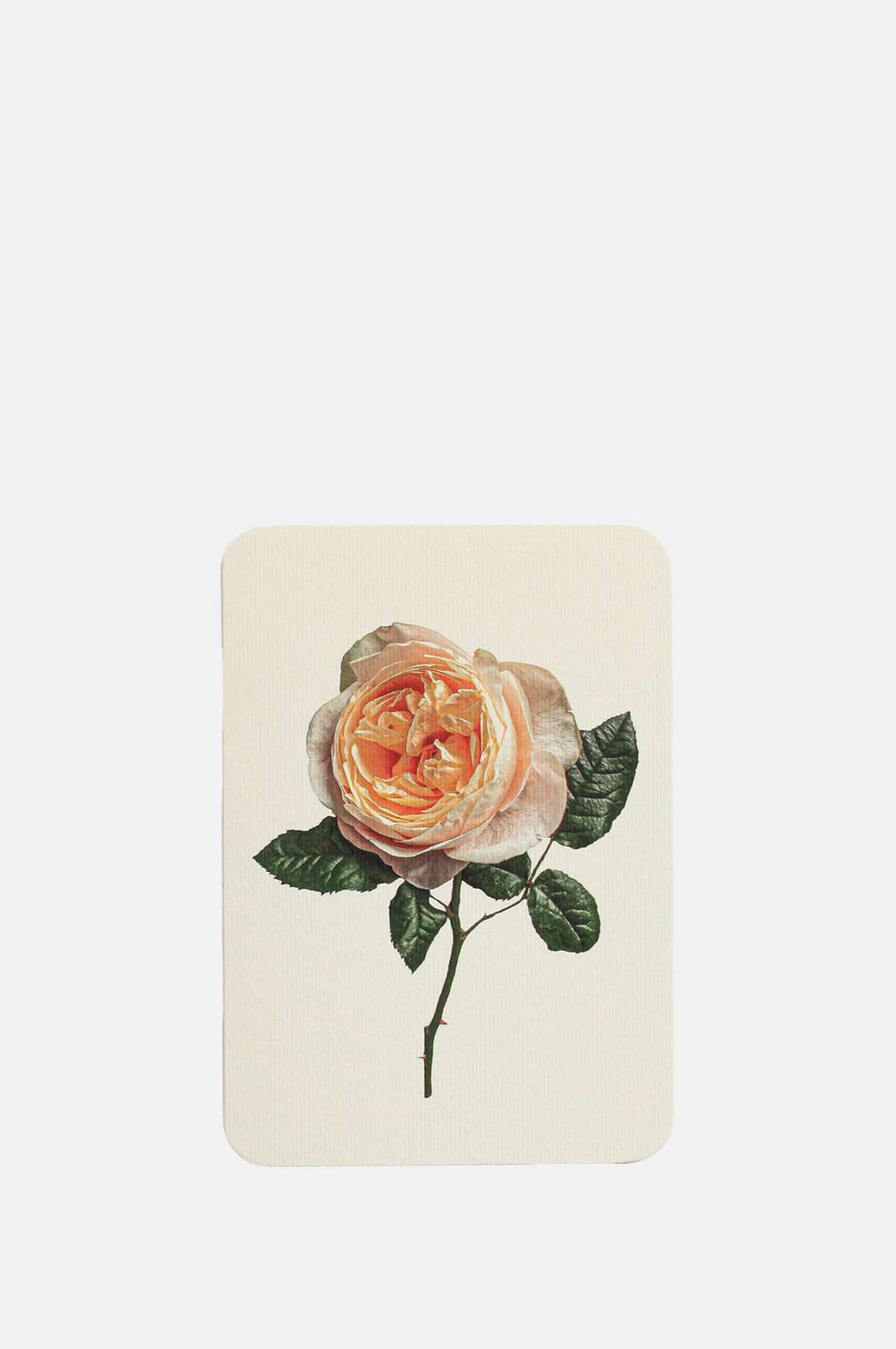 Canonbury Press Soft Peach Rose Notecard.