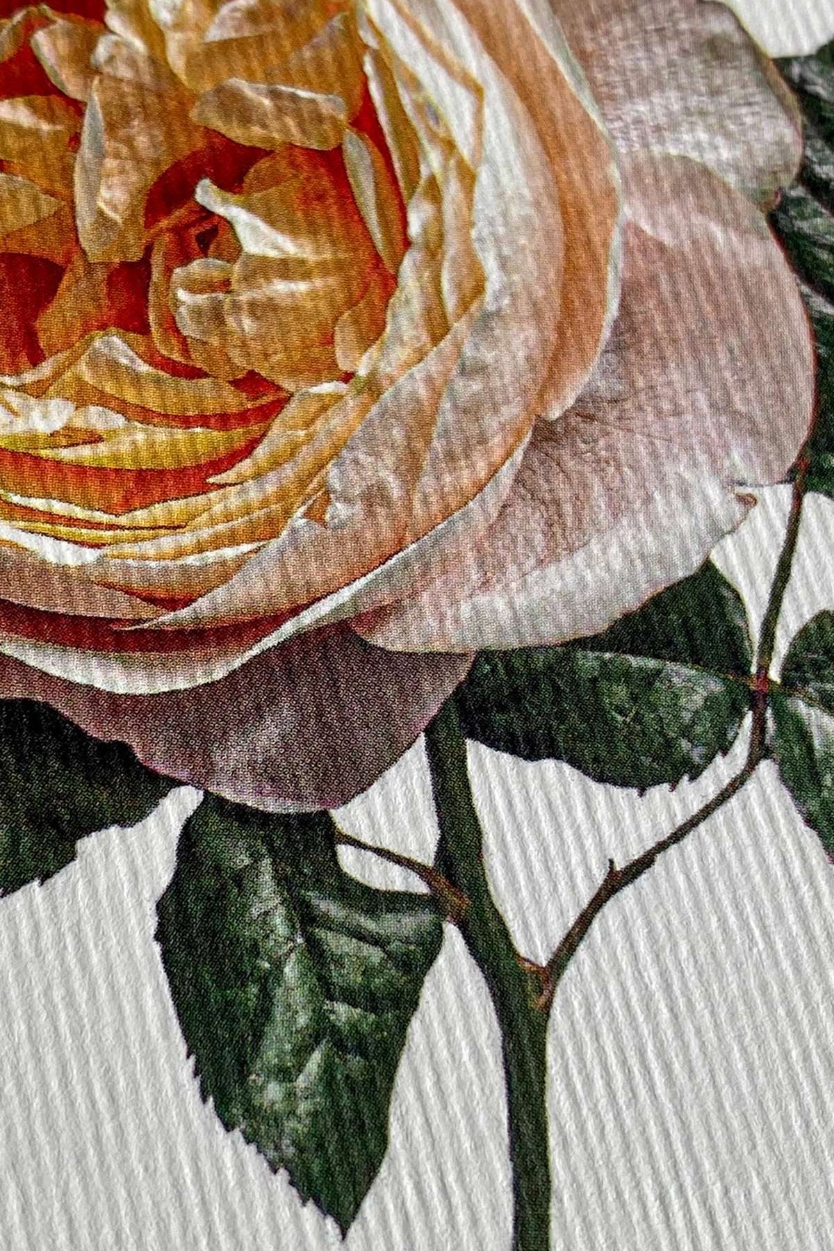 Soft Peach Rose Notecard