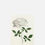 Canonbury Press White Rose Notecard.