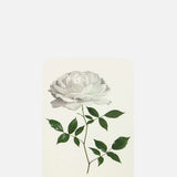 Canonbury Press White Rose Notecard.