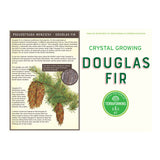 Crystal Growing Douglas Fir