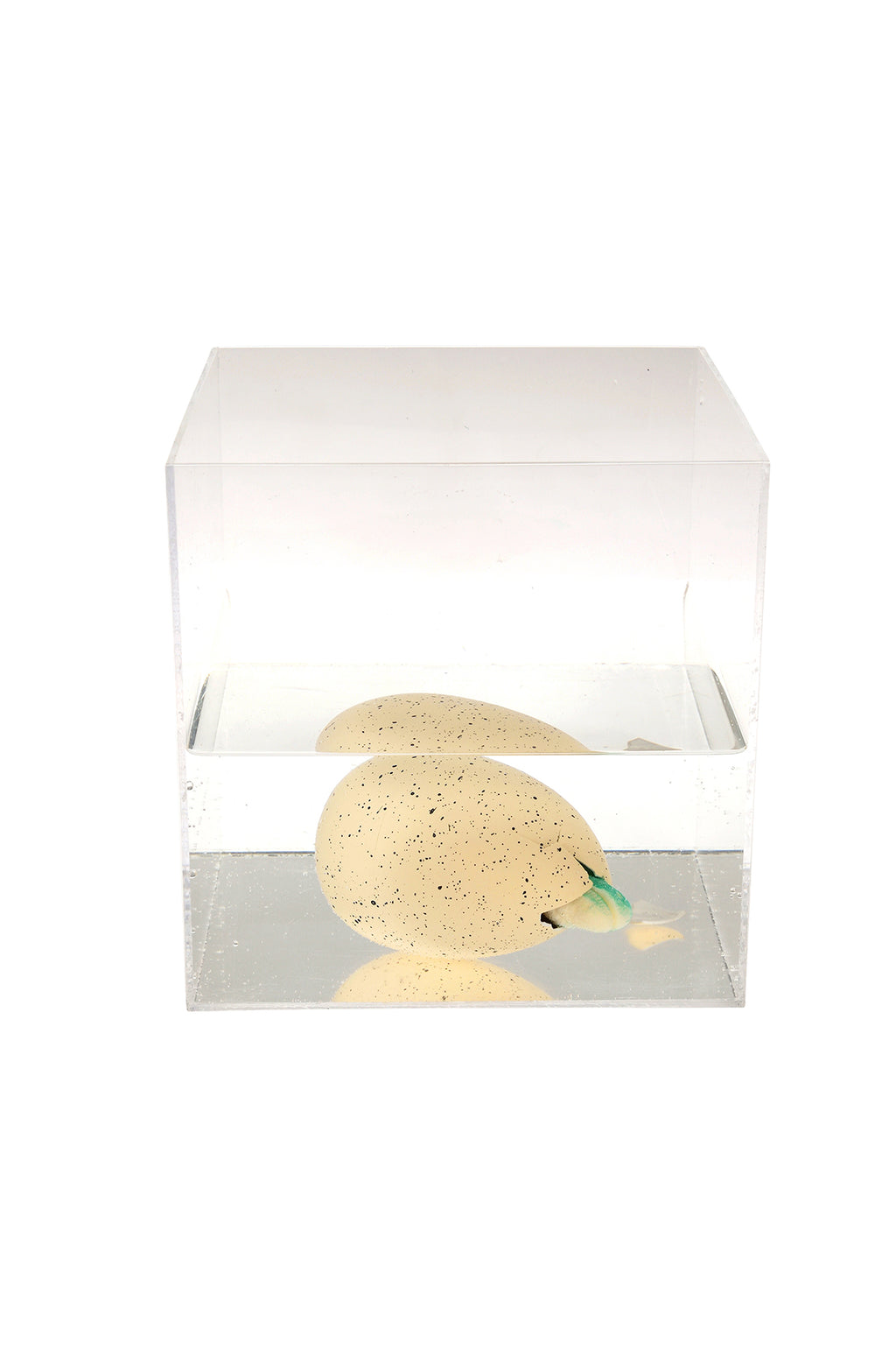 Giant Hatching Dinosaur Egg