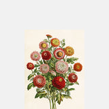Skona Ting Chrysanthemum Postcard.