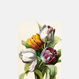 Skona Ting Four Tulips Postcard.
