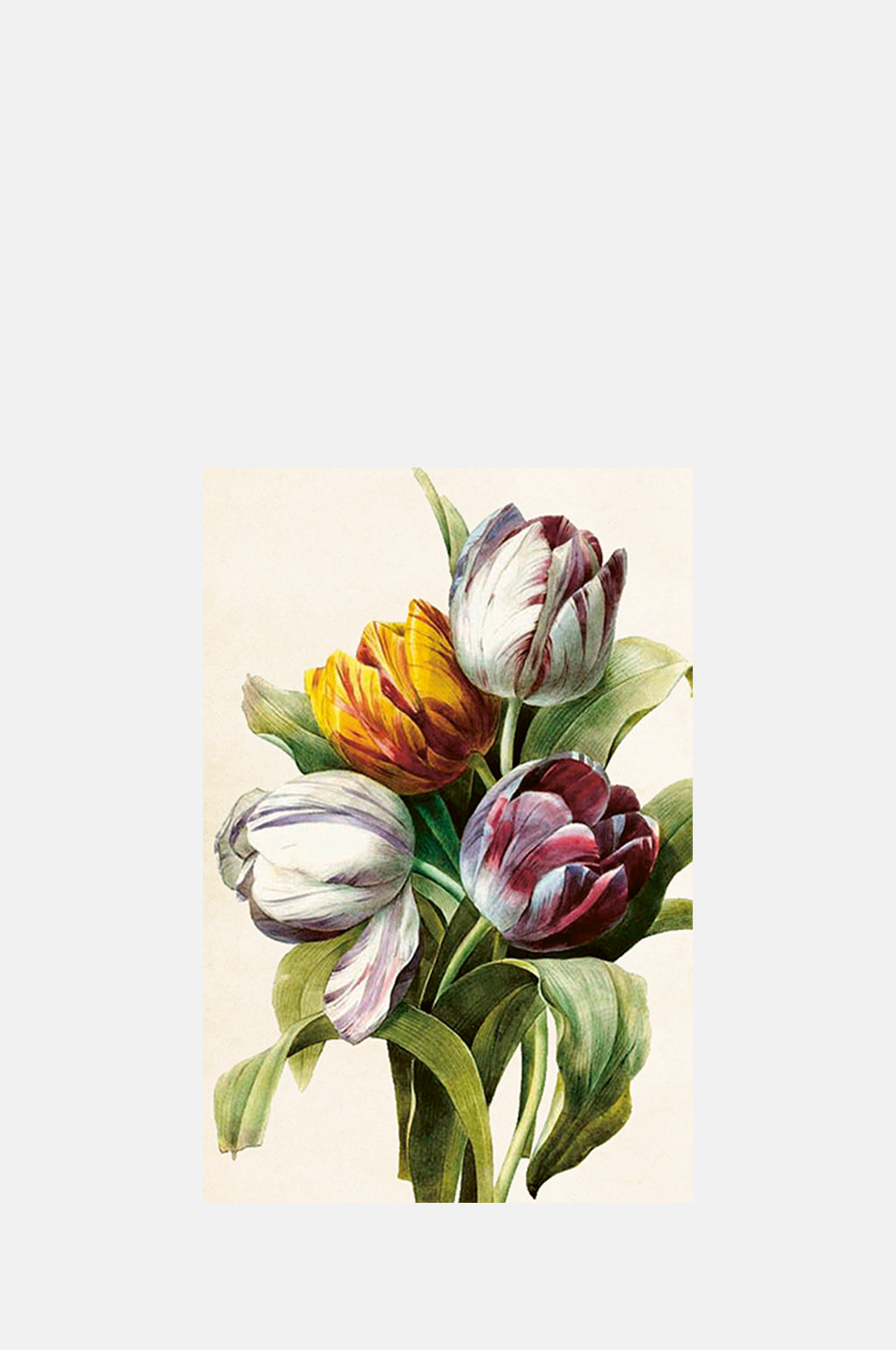 Skona Ting Four Tulips Postcard.