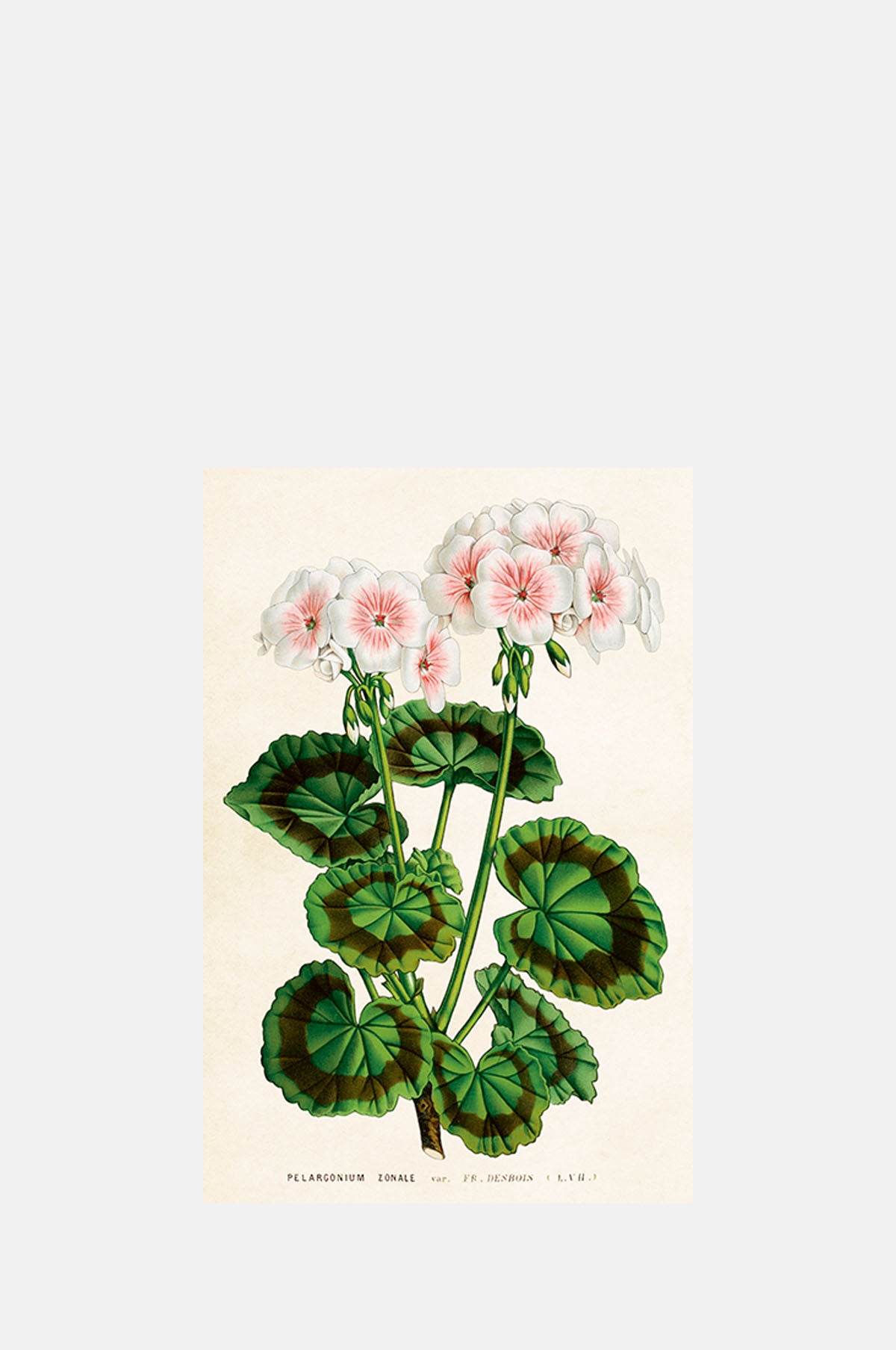 Skona Ting Pink White Geranium Postcard.
