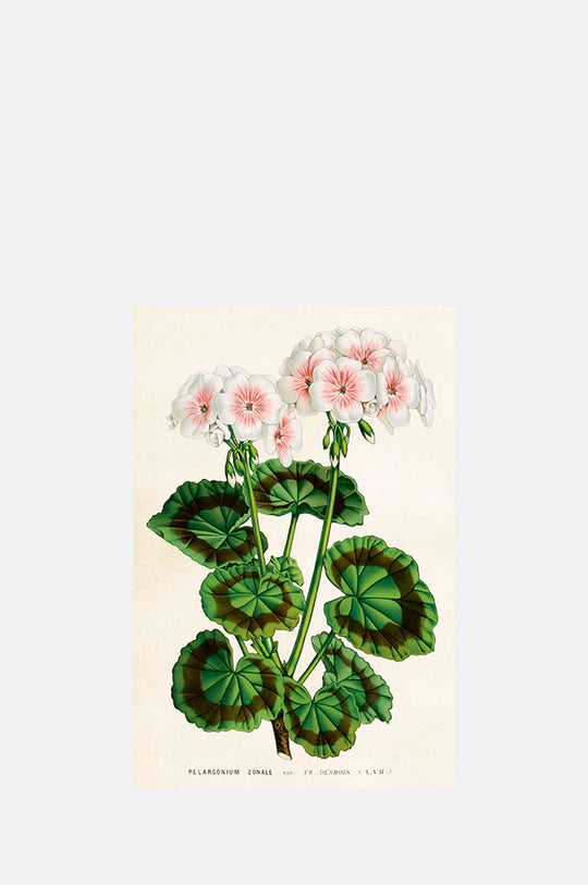 Pink & White Geranium Postcard
