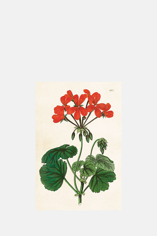 Red Geranium Postcard