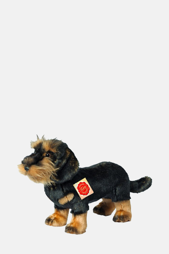 Wire-Haired Dachshund