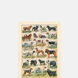 The Pattern Book Dog Breeds Greeting Card.