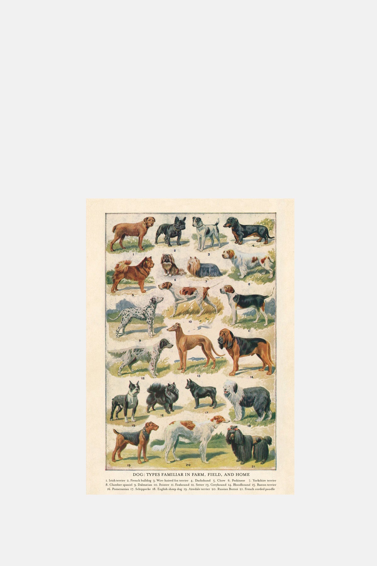 The Pattern Book Dog Breeds Greeting Card.