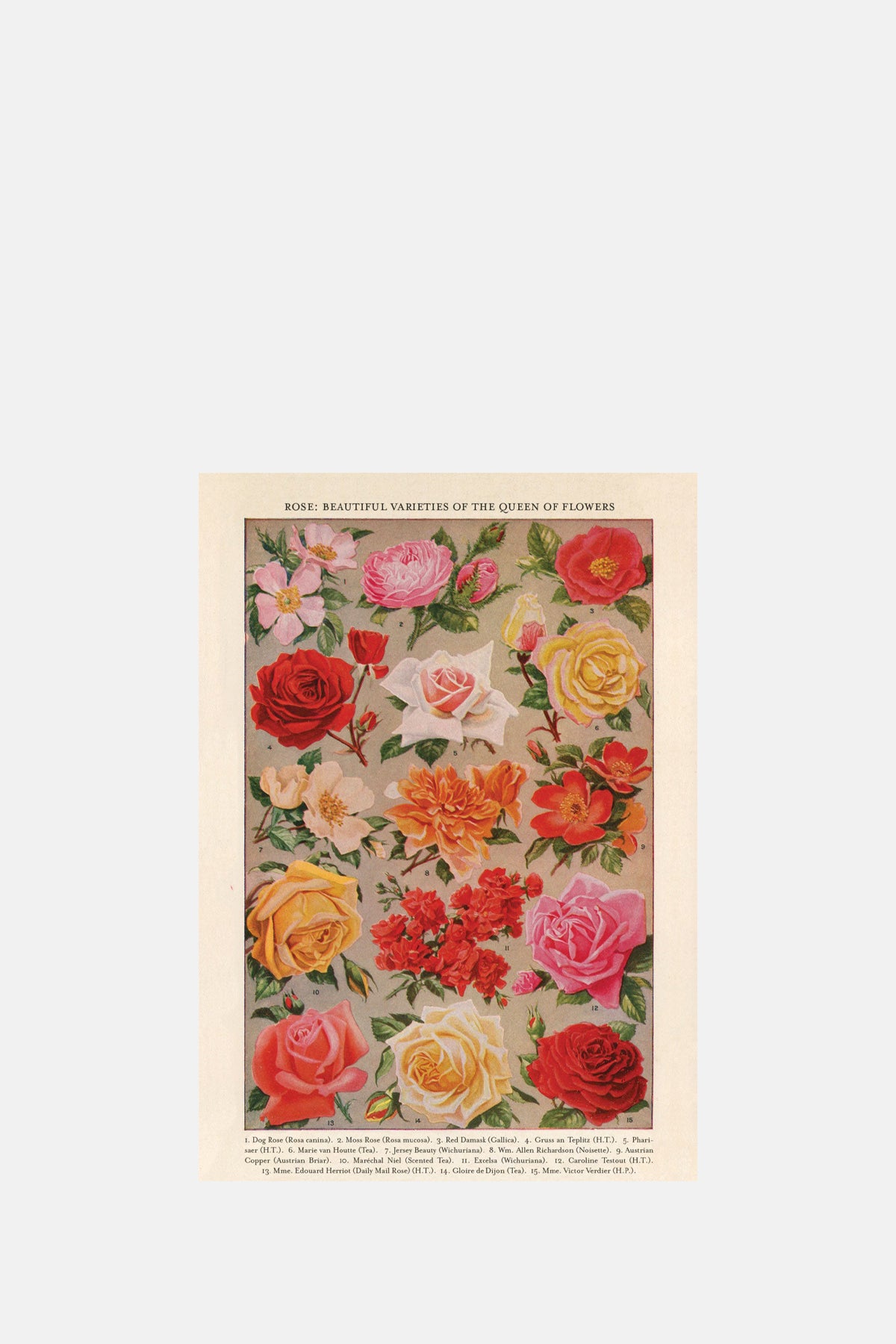 The Pattern Book Roses Greeting Card.